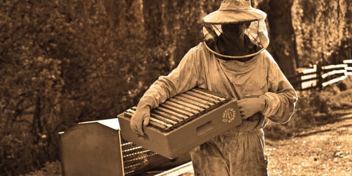 The Beekeeper: Adam Clay a caccia di calabroni
